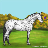 Horse Color:Black Appaloosa 