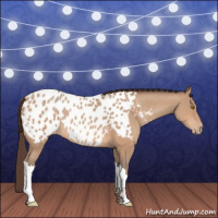 Horse Color:Amber Champagne Appaloosa 