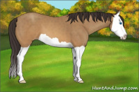 Horse Color:Sable Cream Champagne Splash 
