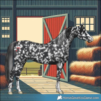 Horse Color:Black Appaloosa 