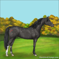 Horse Color:Black Appaloosa 