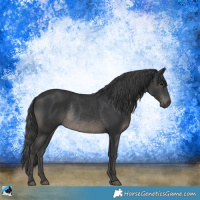 Horse Color:Black Rabicano 