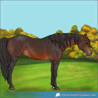 Horse Color:Brown Rabicano 