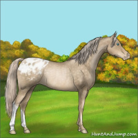 Horse Color:Chocolate Palomino Pearl Appaloosa Rabicano