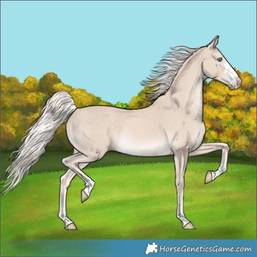 Horse Color:Cremello Rabicano