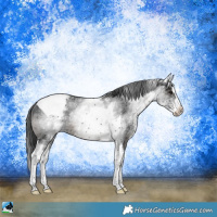 Horse Color:White Spotted Black Splash Tobiano Rabicano 