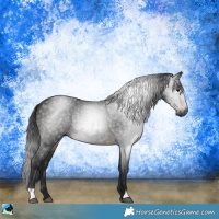 Horse Color:Gray Brown Rabicano 