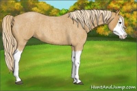Horse Color:Palomino Roan Splash 