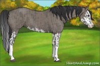 Horse Color:Grullo Sabino Splash  and Grullo Sabino Splash 