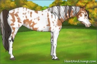 Horse Color:Bay Splash Tobiano Appaloosa  and Bay Splash Tobiano Frame Appaloosa 