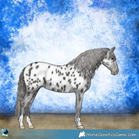 Horse Color:Black Appaloosa Rabicano 