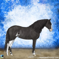 Horse Color:Smoky Black Sabino Rabicano