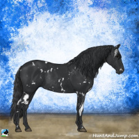 Horse Color:White Spotted Black Rabicano 