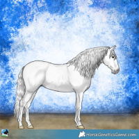 Horse Color:Gray Brown Appaloosa Rabicano 