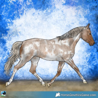 Horse Color:White Spotted Chocolate Palomino Roan Rabicano