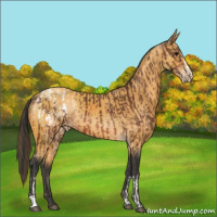 Horse Color:Bay Appaloosa  and Buckskin Appaloosa Rabicano 