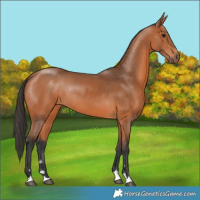 Horse Color:Bay Rabicano 