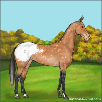 Horse Color:Bay Appaloosa 