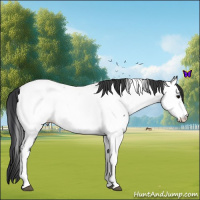 Horse Color:Blue Roan Near Fewspot 