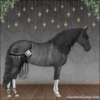 Horse Color:Blue Roan Rabicano 