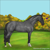 Horse Color:Blue Roan 