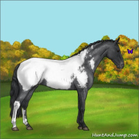 Horse Color:Blue Roan Near Fewspot 