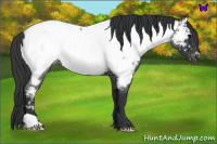 Horse Color:Blue Roan Appaloosa 