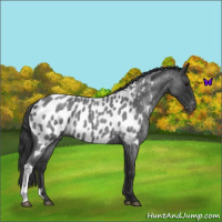 Horse Color:Blue Roan Near Leopard 