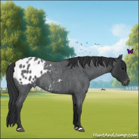 Horse Color:Blue Roan Appaloosa 