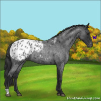 Horse Color:Blue Roan Appaloosa 