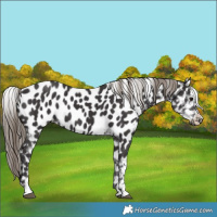 Horse Color:Smoky Black Near Leopard 