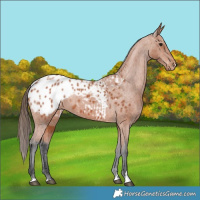 Horse Color:Bay Appaloosa 