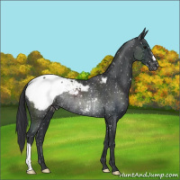 Horse Color:Black Appaloosa Rabicano 