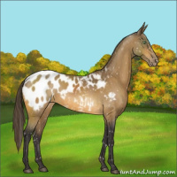 Horse Color:Buckskin Blanket 