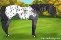 Horse Color:Blue Roan Appaloosa 