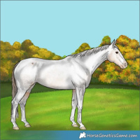 Horse Color:Buckskin Appaloosa Rabicano 