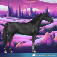 Horse Color:Black Tobiano