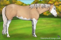 Horse Color:Silver Amber Champagne Splash