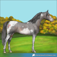 Horse Color:Brown Tobiano Frame Varnish Rabicano 