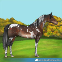Horse Color:White Spotted Brown Tobiano Rabicano 