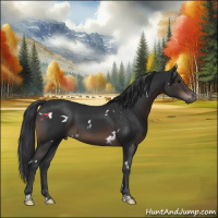 Horse Color:White Spotted Brown Sabino Rabicano