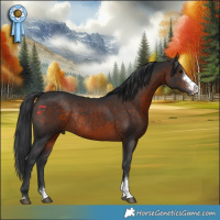 Horse Color:Brown Sabino Rabicano 