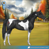 Horse Color:Black Tobiano 