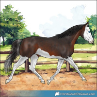 Horse Color:Brown Splash