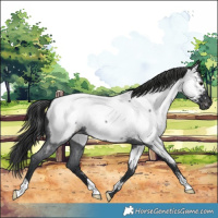 Horse Color:Blue Roan Appaloosa 
