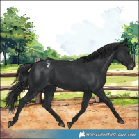 Horse Color:Black Appaloosa 
