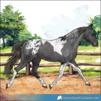 Horse Color:Smoky Black Tobiano Appaloosa 