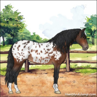 Horse Color:Bay Appaloosa Rabicano 