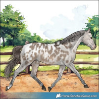 Horse Color:Brown Dun Appaloosa 