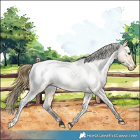 Horse Color:Buckskin Roan Snowcap 